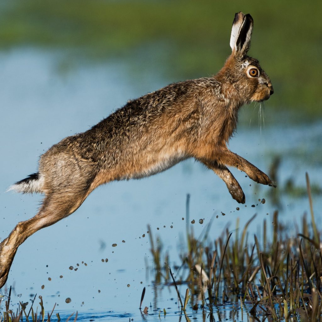 A leaping hare