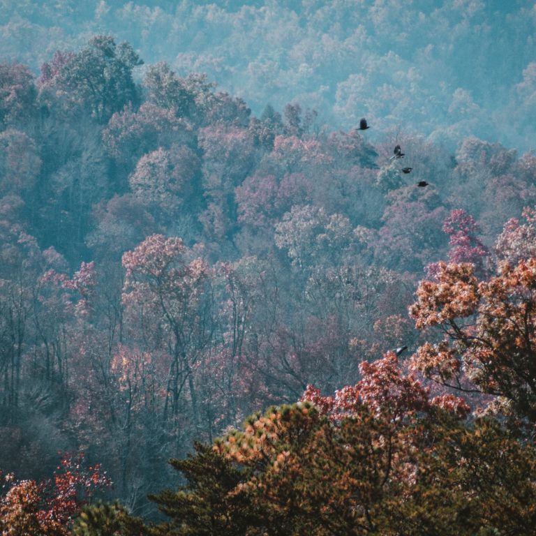 A view of the trees covering Appalachian Mountains