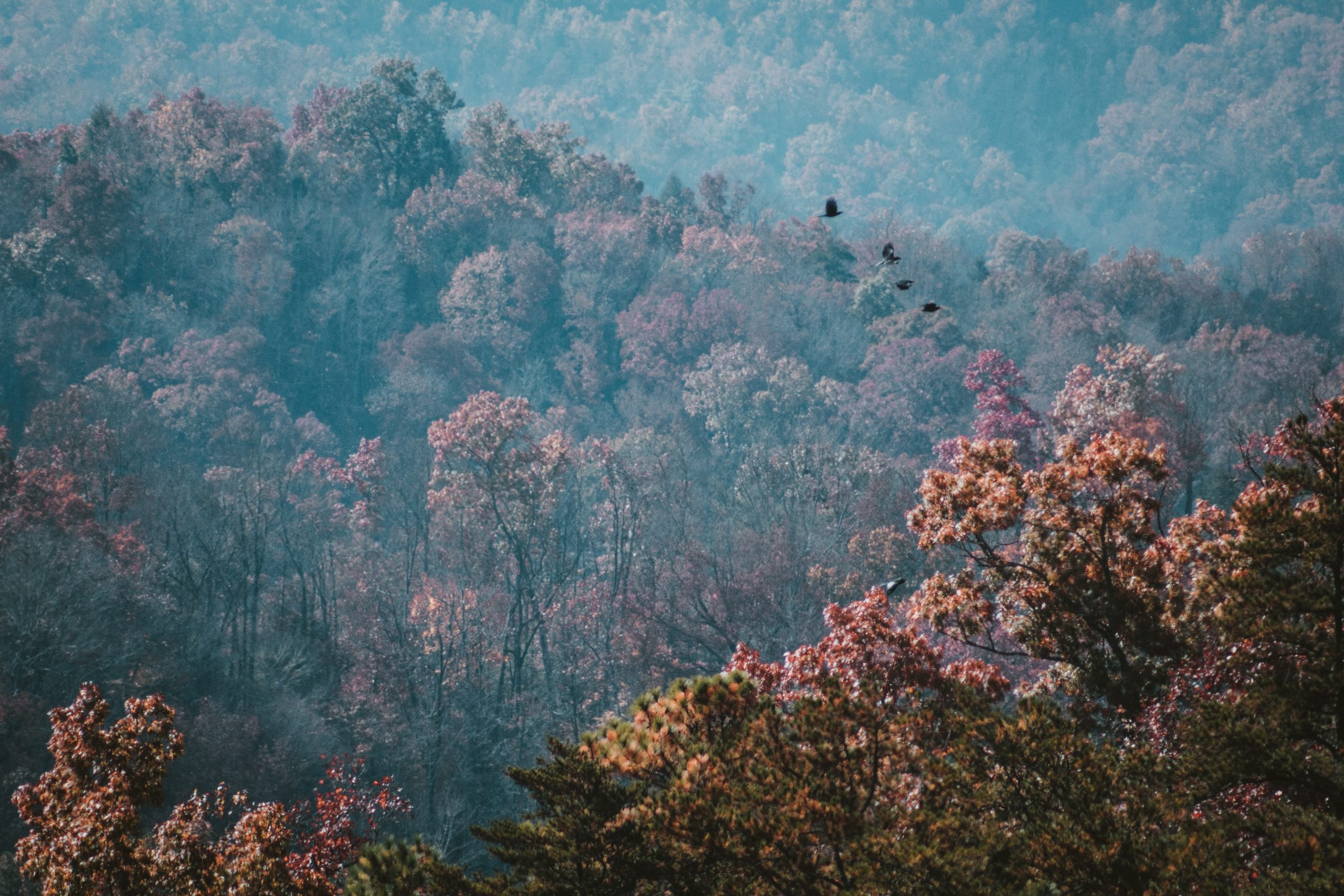 A view of the trees covering Appalachian Mountains